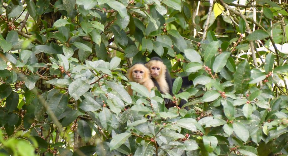 Aapjes in Costa Rica
